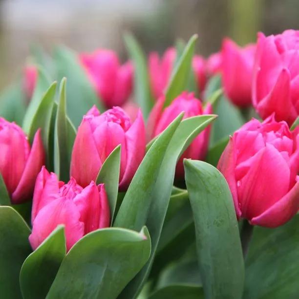 Pink Dior tulip flowers blooming in spring with bright magenta petals and green foliage
