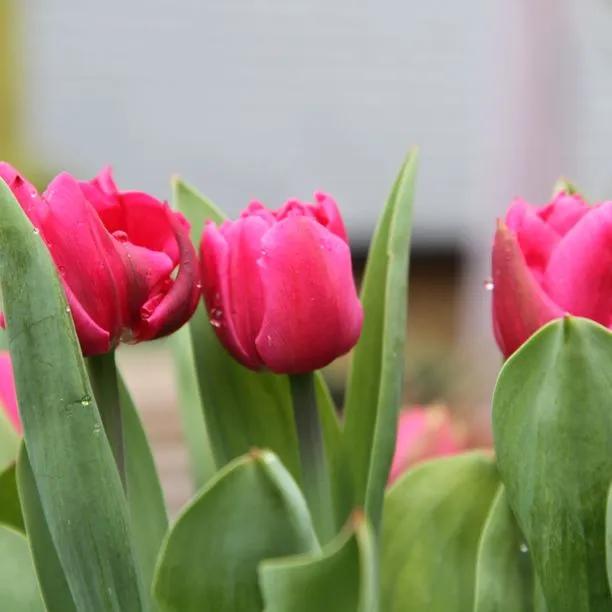 Bright pink Dior tulip flowers in bloom with green foliage showing detailed petals and leaves