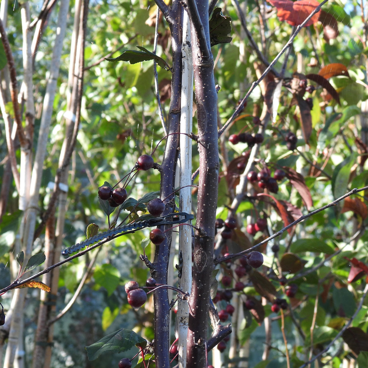 Director Moerland Crabapple Trees