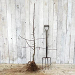 Bareroot Discovery Maiden Apple Tree