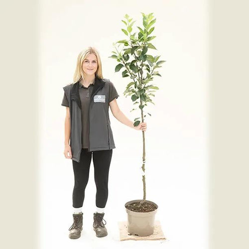 Discovery Apple Tree Half Standard - 10 Litre Pot
