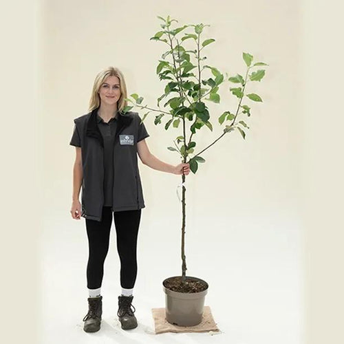 Discovery Apple Tree - Bush - 10 litre Pot