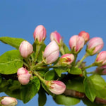 Discovery Apple blossom on the tree