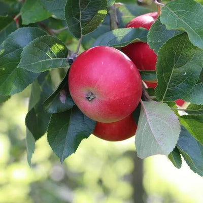 Discovery Apples on the tree