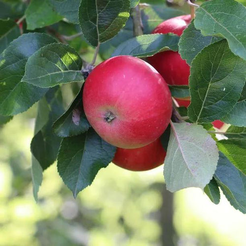 Discovery Apples on the tree