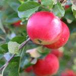 Discovery Apples on the tree