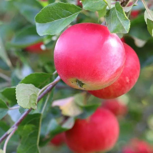 Discovery Apples on the tree