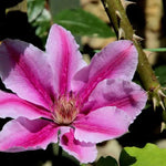 Doctor Ruppel Clematis Flowers