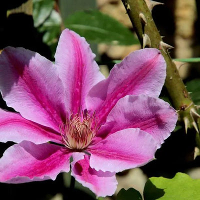 Doctor Ruppel Clematis Flowers