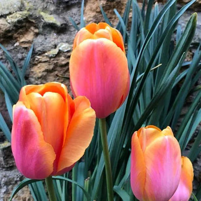 Dordogne Tulip Flowers