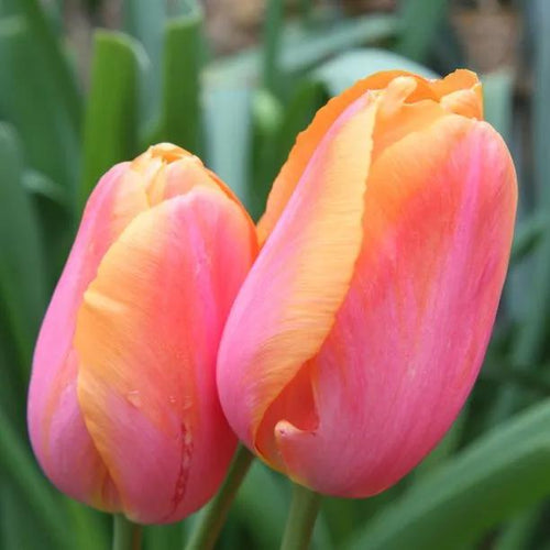 Dordogne Tulip Flowers