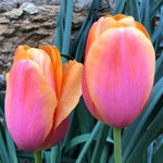 Dordogne Tulip Flowers