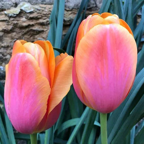 Dordogne Tulip Flowers