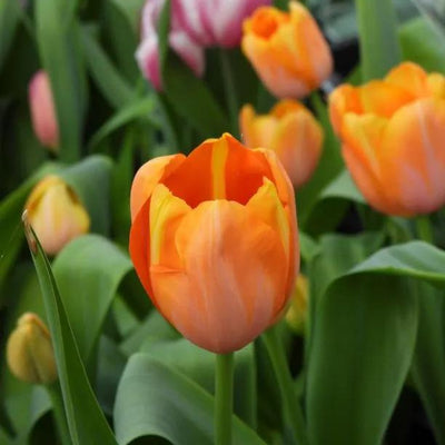 Dordogne Tulip Flowers