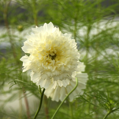 White frilly cosmos flowers