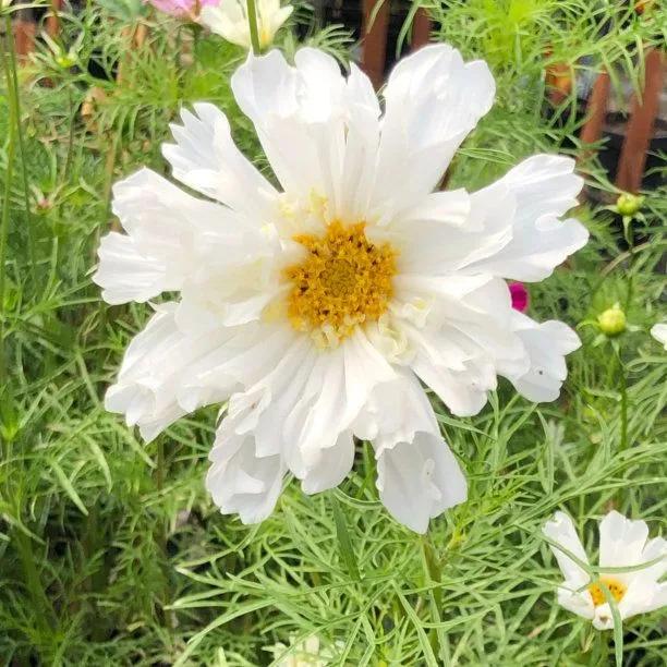 Double Click Snow Puff Cosmos Flowers