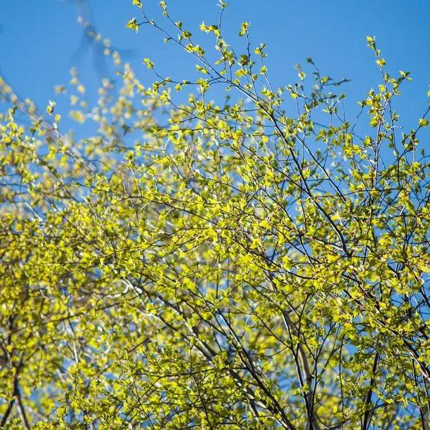 Downy Birch leaves in Spring