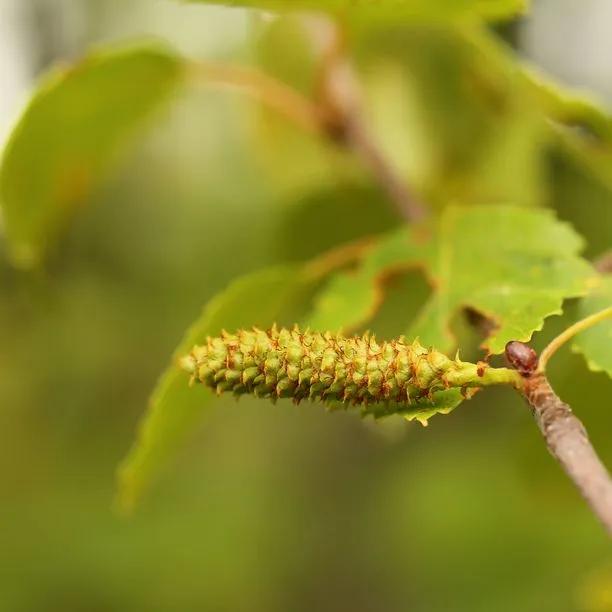 Downy Birch tree catkin