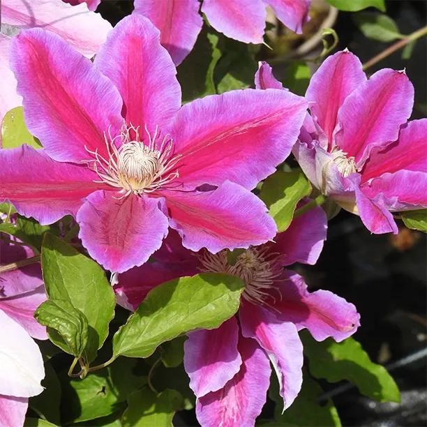 Doctor Ruppel Clematis Flower