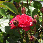 Dublin Bay Climbing Rose Flowers