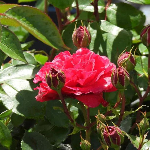 Dublin Bay Climbing Rose Flowers