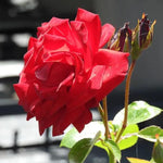 Dublin Bay Climbing Rose Flowers
