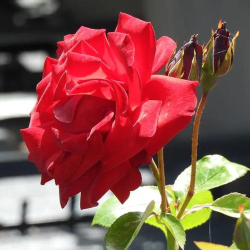 Dublin Bay Climbing Rose Flowers