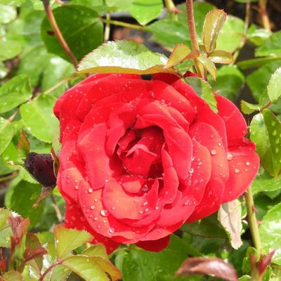 Dublin Bay Climbing Rose Flowers