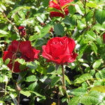 Dublin Bay Climbing Rose Flowers