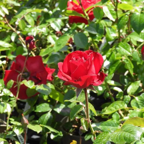 Dublin Bay Climbing Rose Flowers