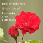 Dublin Bay Climbing Rose Flowers