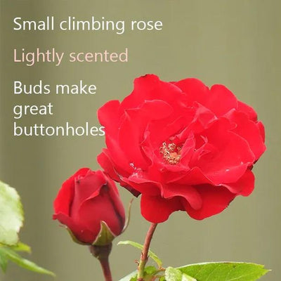 Dublin Bay Climbing Rose Flowers