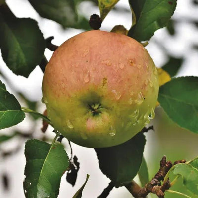 Dunkertons Late Apples on the tree