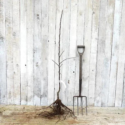 Bareroot Dunkertons Late Maiden Apple Tree