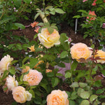 A close-up garden scene showing peach and cream roses with green leaves and water droplets, growing in soil among other plants.