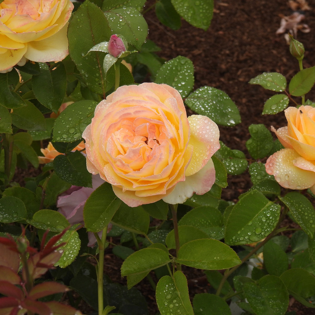 A close-up of a peach and cream rose bloom on a rose bush with green leaves and water droplets, set against dark mulch.