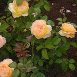 Soft peach and cream roses with green leaves and water droplets in a garden bed.
