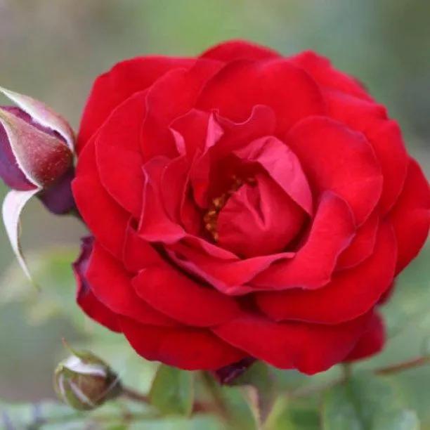 Dwarf Fairy Patio Shrub Rose Flowers