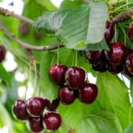 Early Rivers Cherries  on the tree