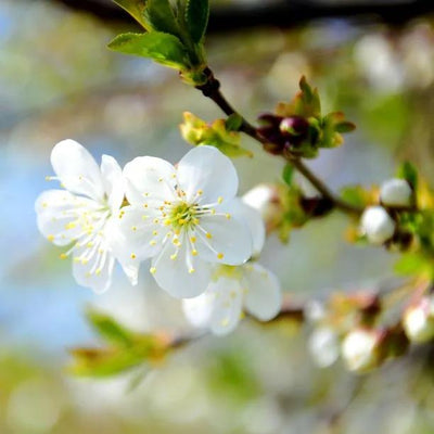 Rivers Early Prolific Plum Trees  Flowers