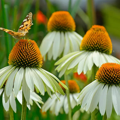 Close up of white coneflower with butterfly
