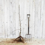 Bareroot Egremont Russet Apple Maiden Tree