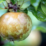 Egremont Russet Apples on the tree