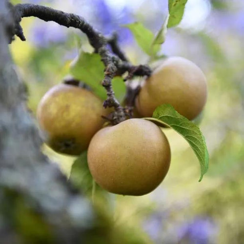 Egremont Russet Apples on the tree