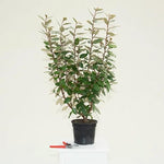 Elaegnus Compacta Plant in 3 Litre Pot