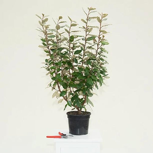 Elaegnus Compacta Plant in 3 Litre Pot