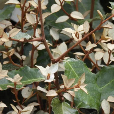Elaeagnus x macrophylla Compacta Leaves