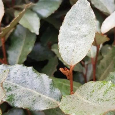 Elaeagnus x macrophylla Compacta Leaves