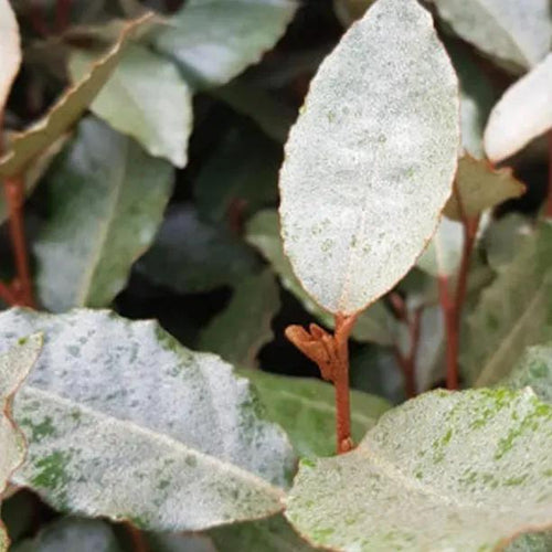Elaeagnus x macrophylla Compacta Leaves