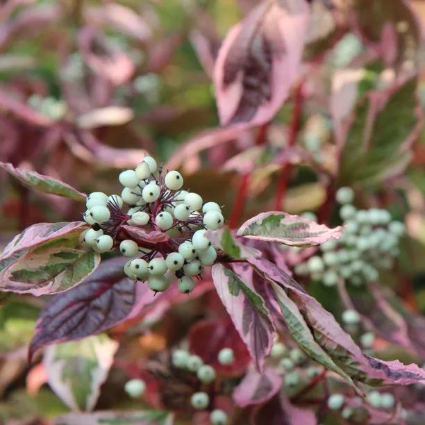 Elegantissima Red Dogwood Plants (Bareroot / 60/80cm)